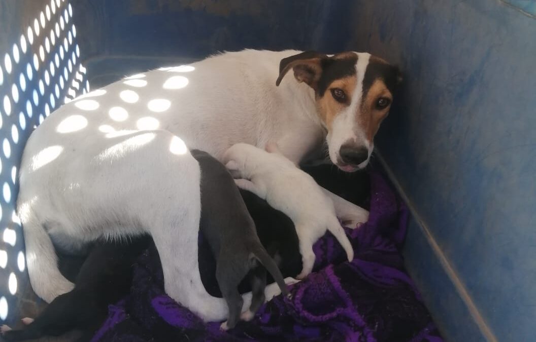 Rescatan a perrita con sus cinco cachorros en Cajeme