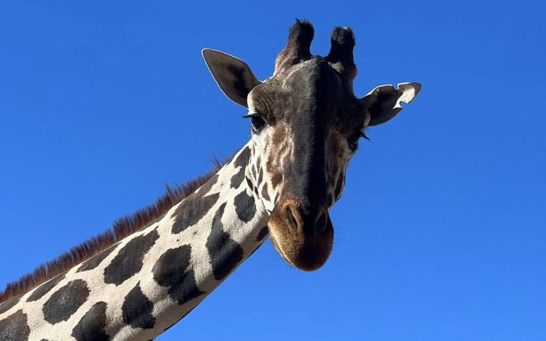 La jirafa “Benito” será trasladado a Africam Safari en Puebla