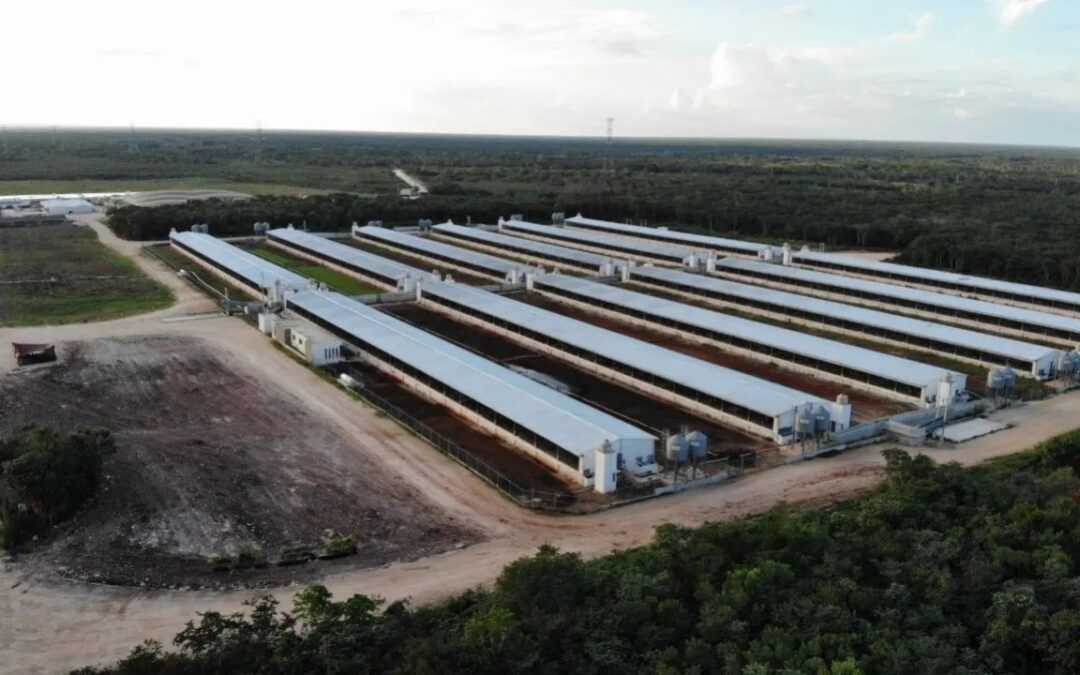 Más de 300 organizaciones y activistas exigen frenar megagranja porcícola en Chapab