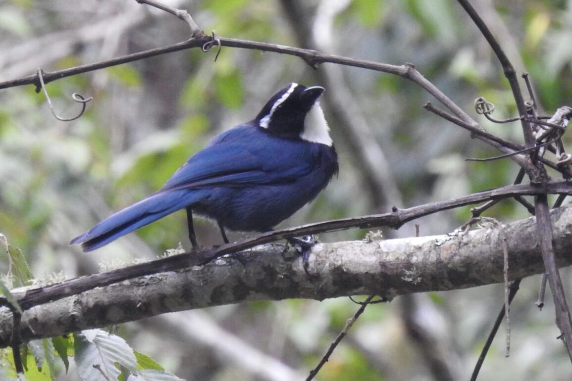 Animales De Guerrero En Peligro De Extincion liberaradio.com
