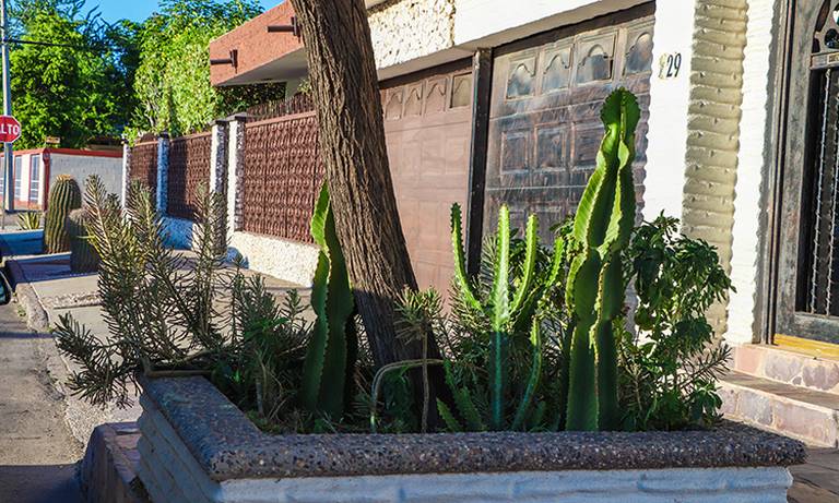 Comisión de Medio Ambiente aprueba la siembra obligatoria de flora nativa en municipios