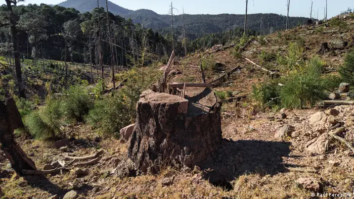 “Querida Sierra Tarahumara”, un grito a la conciencia humana para salvar el bosque