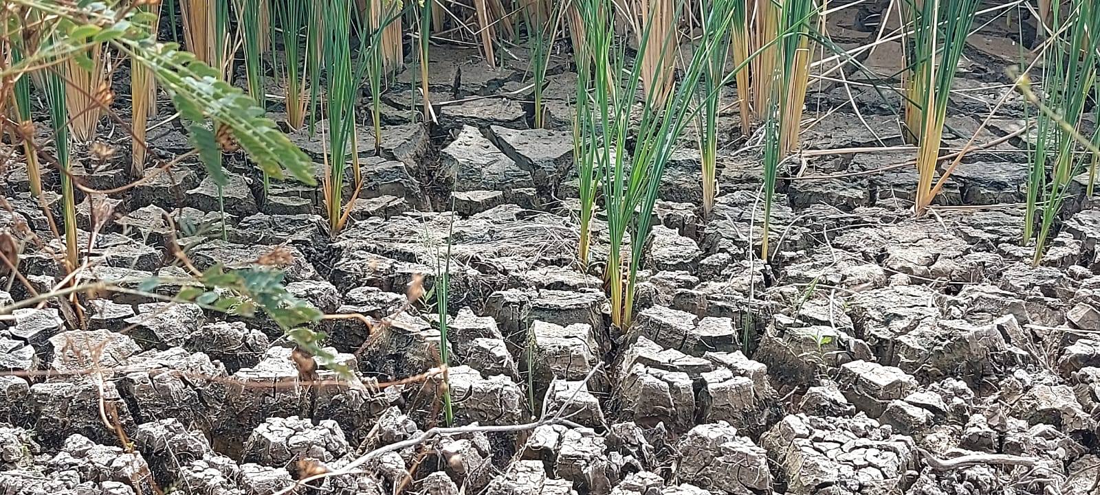 Luto anticipado por la muerte del humedal de La Sauceda Humedal
