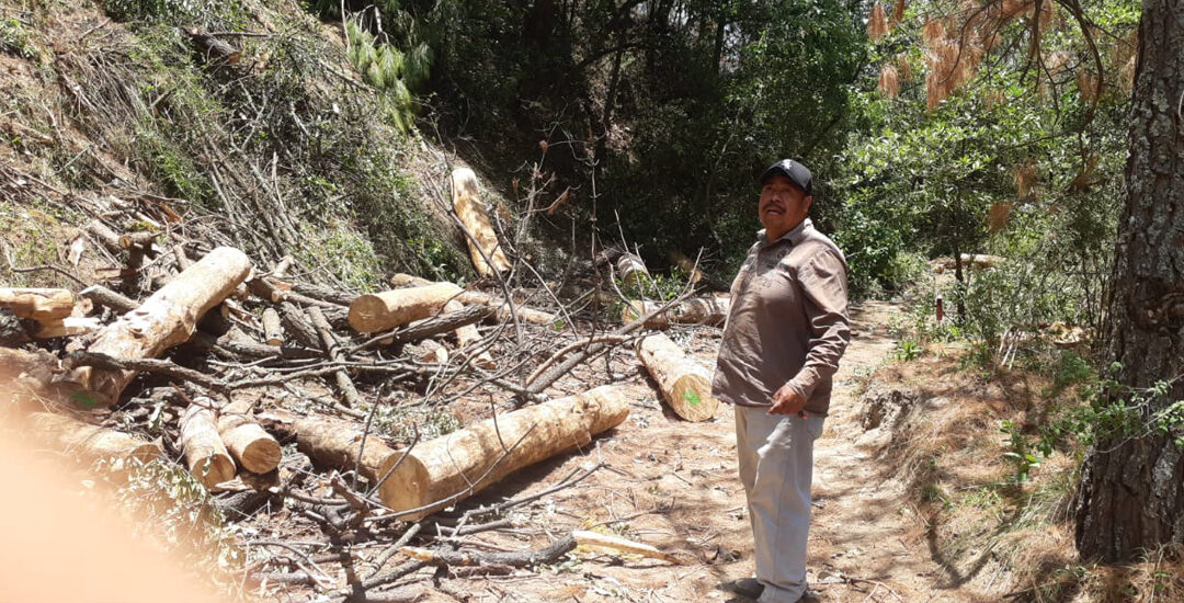 Libertad para Saúl Rosales,defensor del bosque en Tlaxcala