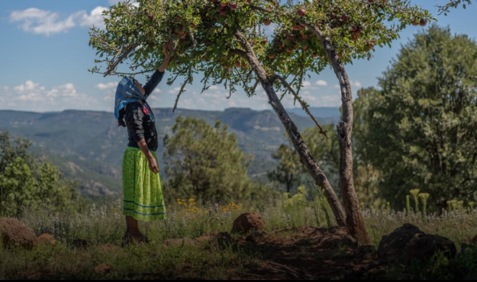 Ciénega de Porochi, la comunidad indígena que se organizó para vivir de la manzana