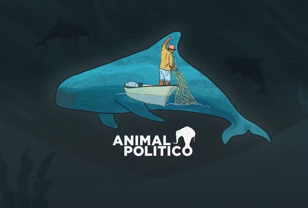 Vaquita marina: gobierno de AMLO abandonó desde 2021 proyecto esencial para su conservación (Pt. 1/4)