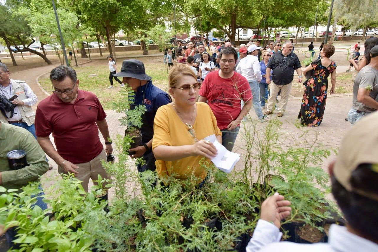 ¿Quieres un árbol nativo? acude al Vivero Municipal Quieres un árbol nativo acude al Vivero Municipal (1)