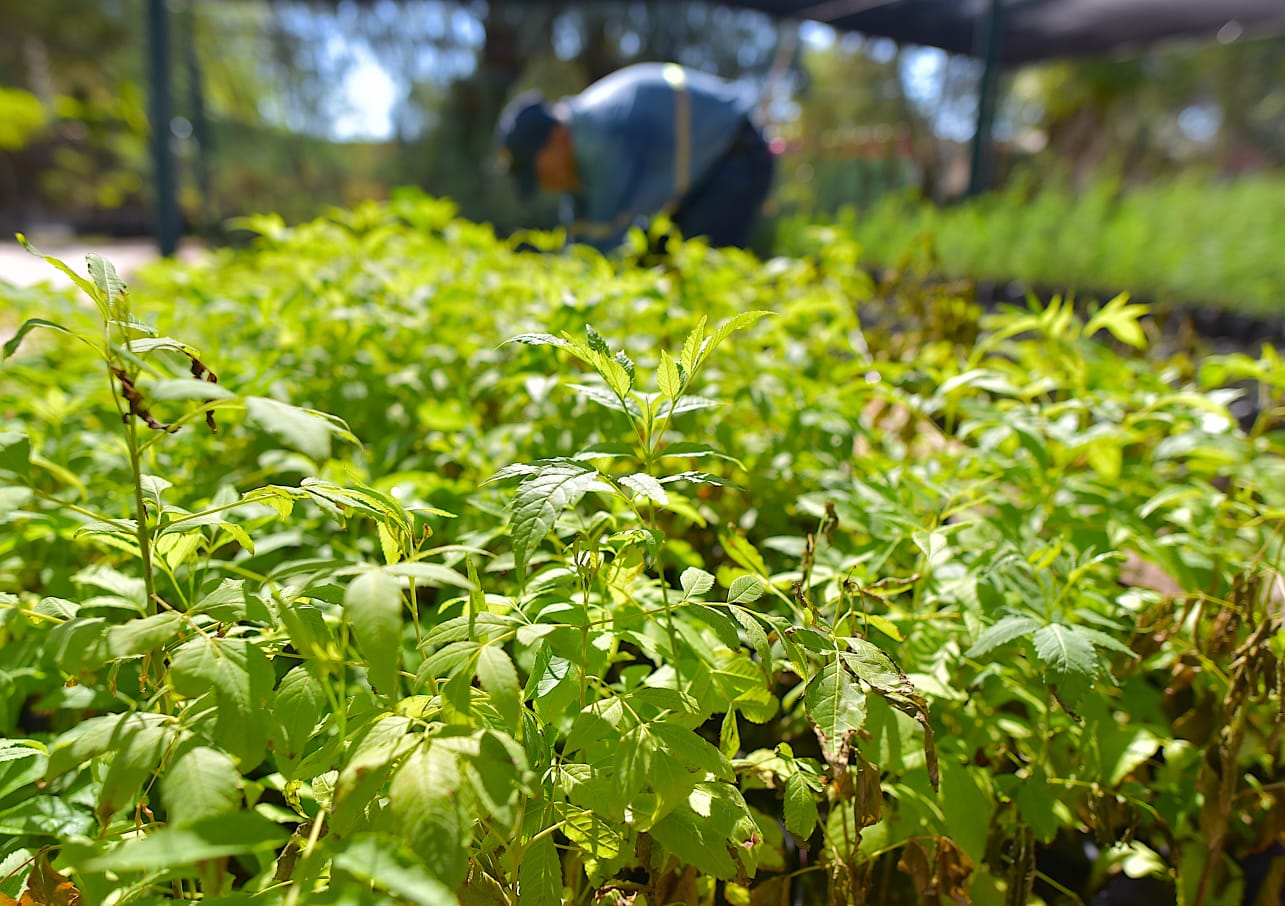 Se obsequiarán árboles nativos el próximo viernes en el Vivero Municipal Se obsequiarán árboles nativos el próximo viernes en el Vivero Municipal (2)