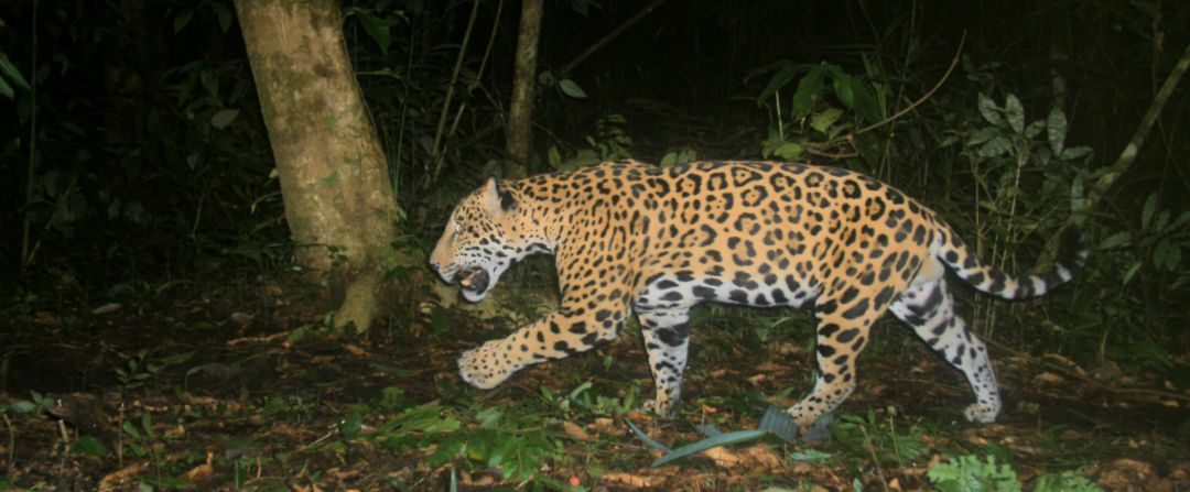 Las granjas camaroneras amenazan los manglares y jaguares de México