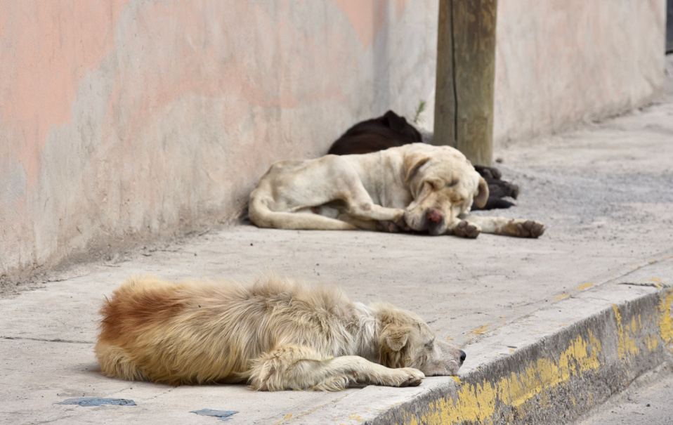 Aplicará Municipio programa argentino para reducir población de perros y gatos callejeros