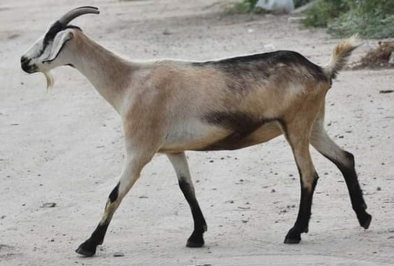 La raza de cabras del Municipio de Guaymas nació en Estación Moreno, Sonora