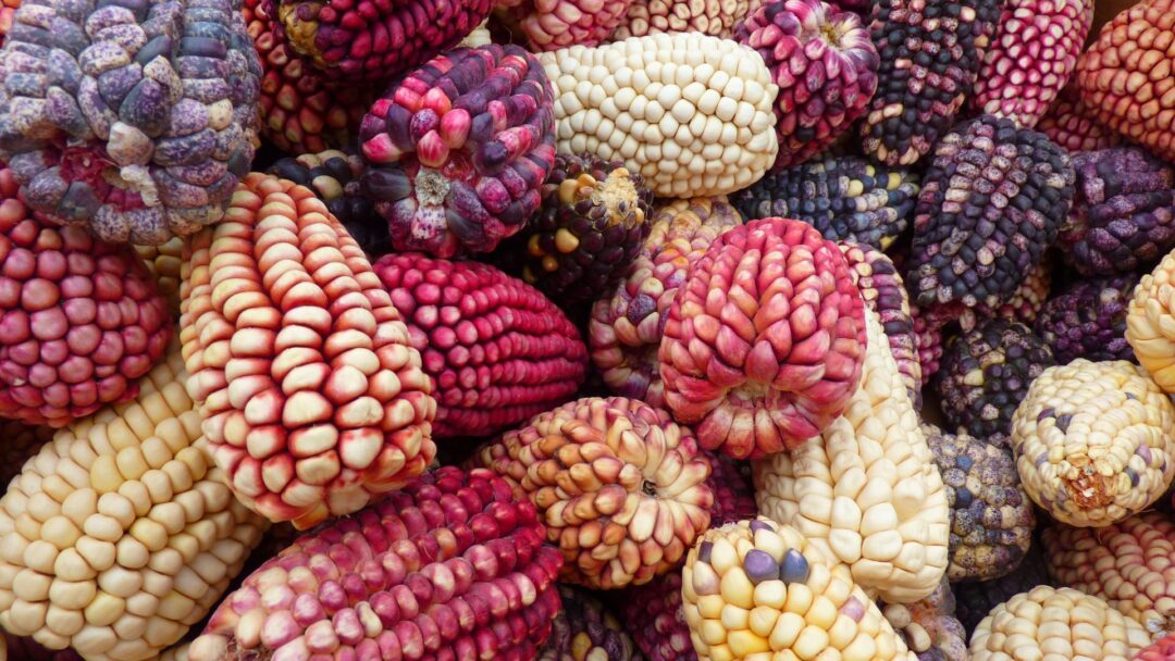 México elimina decreto que prohibía la importación de maíz transgénico