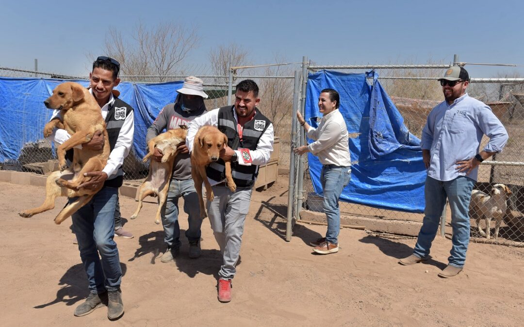 Protección Animal traslada a perros rescatados a nuevas instalaciones de albergue