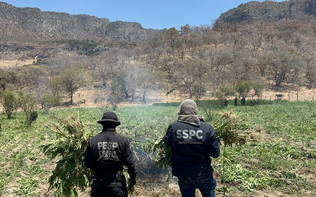 Localizan y destruyen 21 toneladas de marihuana en Álamos