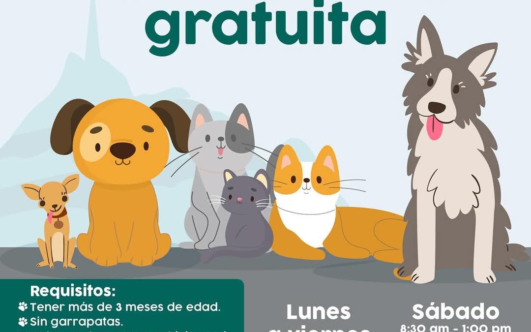 Continúa Ayuntamiento ofreciendo esterilizaciones gratuitas en las colonias
