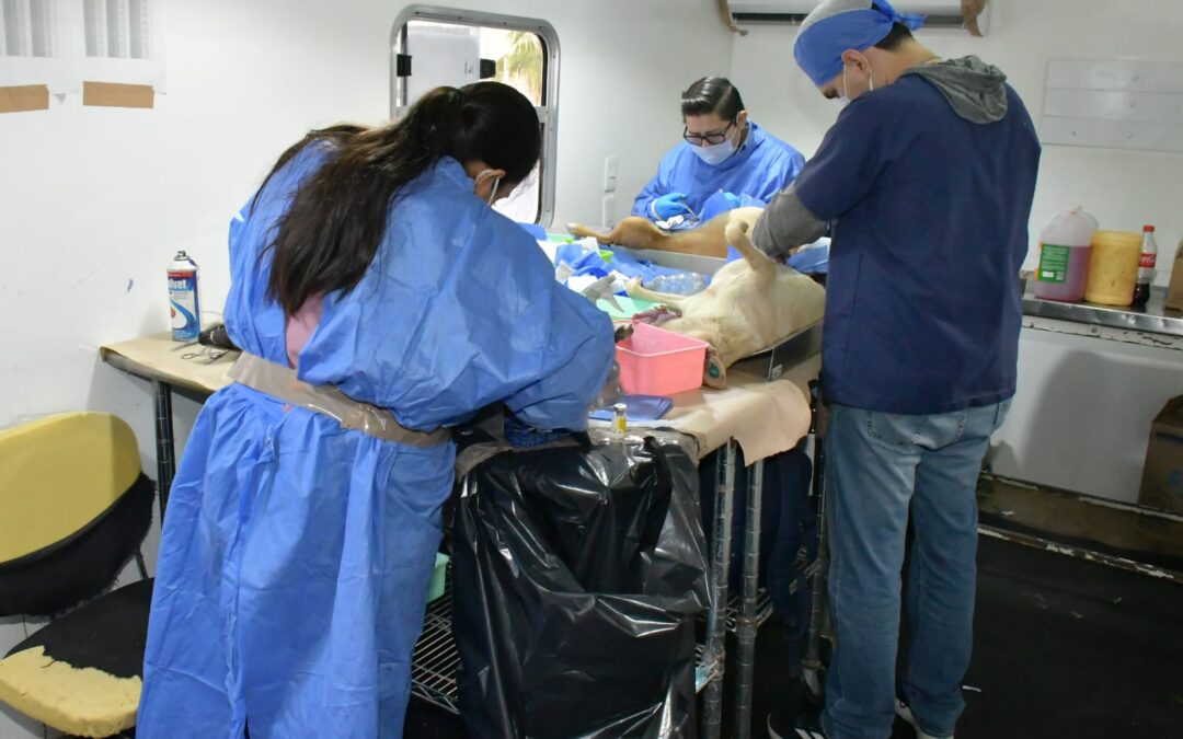 Invitan a aprovechar las jornadas de esterilización a perros y gatos