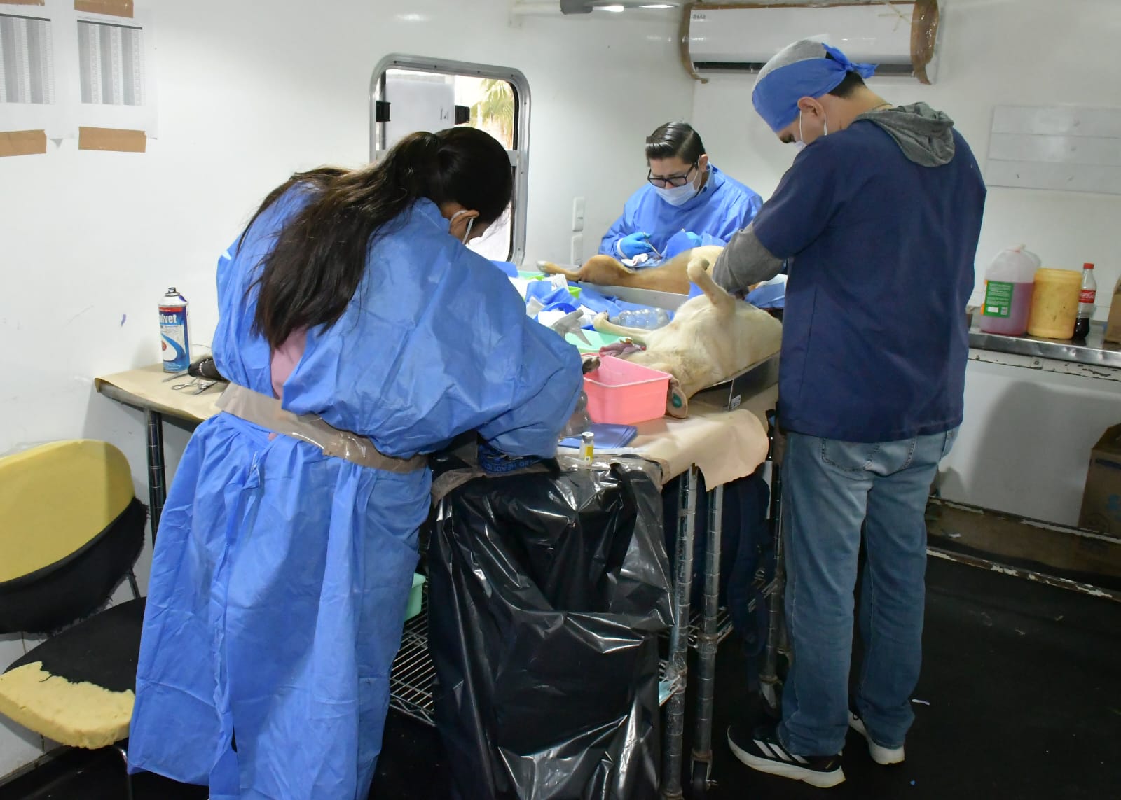 Invita Ayuntamiento de Hermosillo a aprovechar las jornadas de esterilización y desparasitación a perros y gatos2