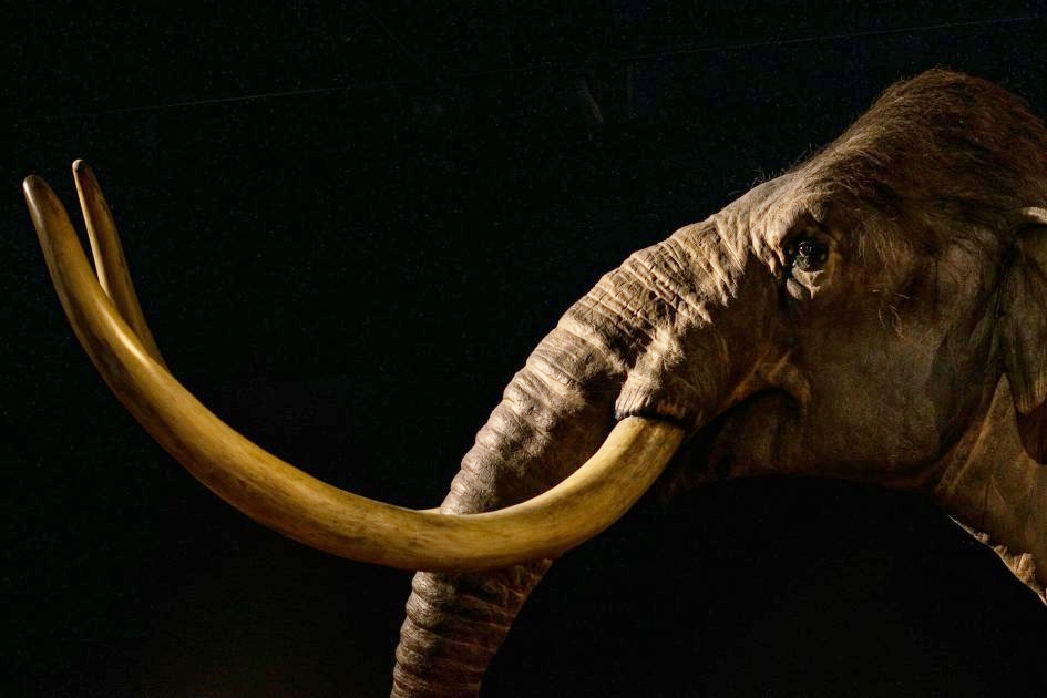 Los dilemas de la desextinción de especies: revivir el mamut no va a salvar la biodiversidad