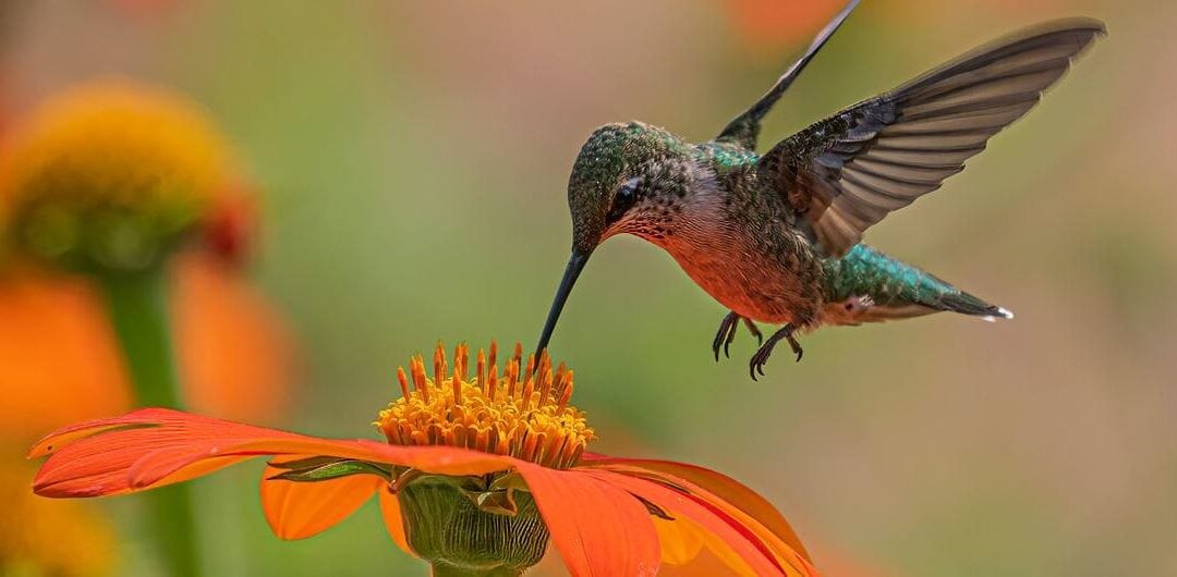 La pérdida de biodiversidad exige medidas urgentes a escala mundial