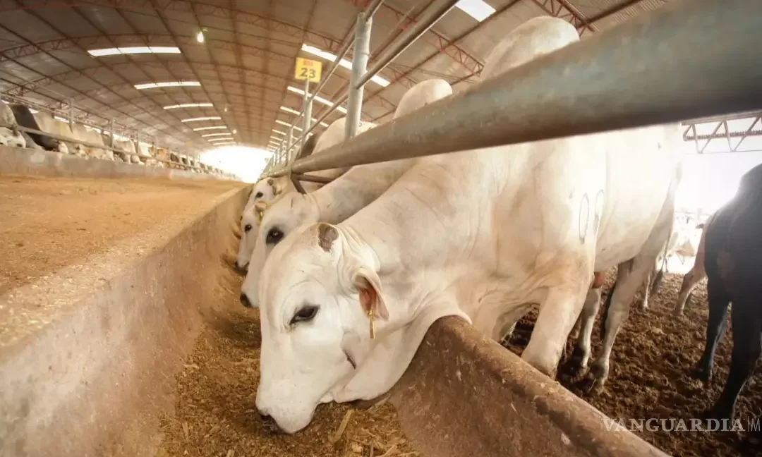 Suspende Estados Unidos exportación de ganado mexicano por 15 días