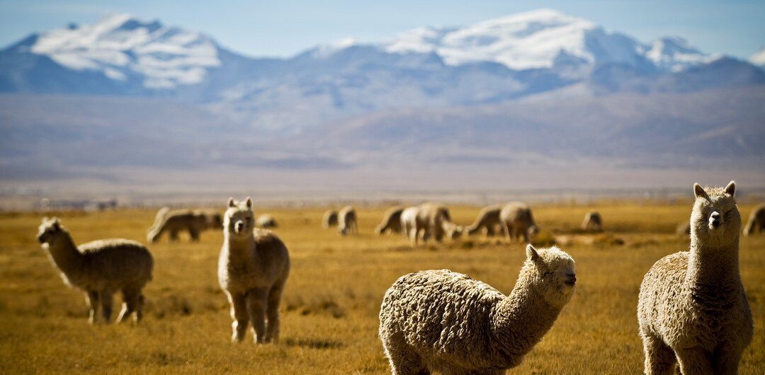 Camélidos en el corazón de los Andes: Hilos de lana, memoria y resiliencia