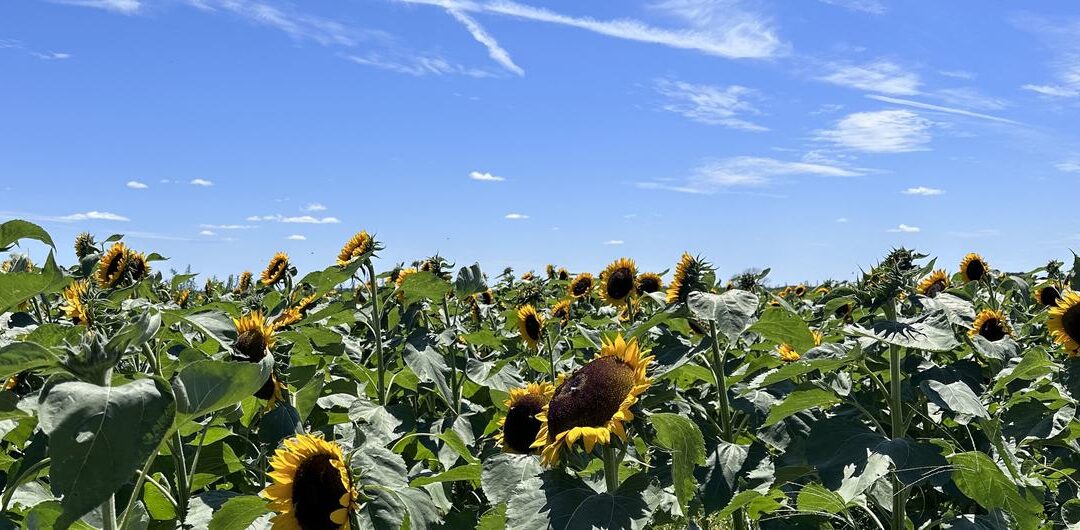 El derecho de la naturaleza puede guiar un cambio transformador