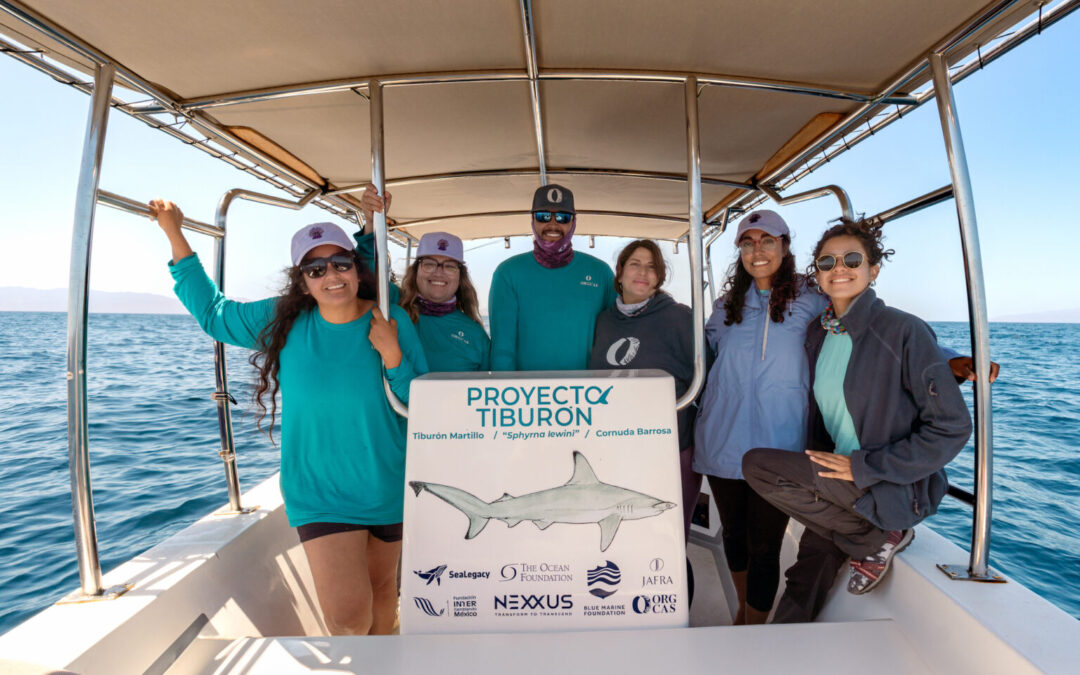 Proyecto Tiburón: una alianza entre científicas y pescadores busca salvar a estas especies en el Golfo de California
