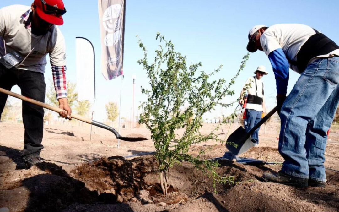 Inicia Gobierno del Estado etapa de reforestación de La Sauceda