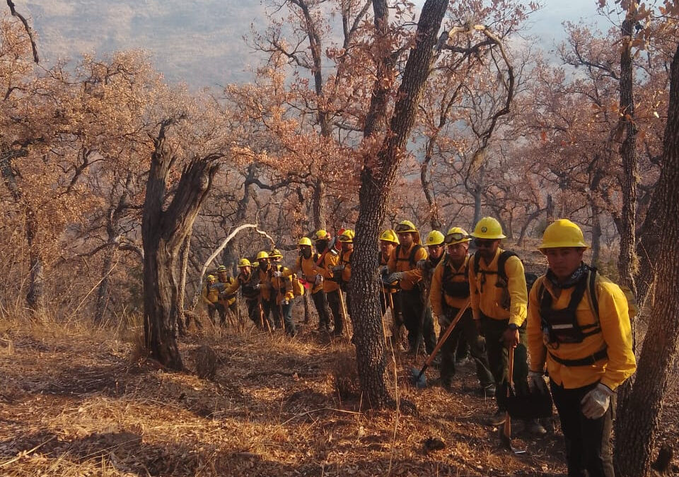 Reportan 50 por ciento de control en incendio forestal en Yécora