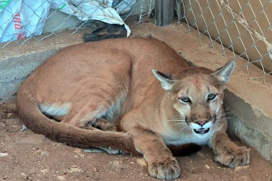 Aseguran armamento, droga y animales exóticos en cateo en Magdalena de Kino 3