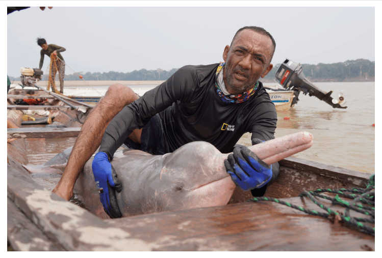 Delfines rosados: científicos detectan altos niveles de mercurio y neumonía en los cetáceos de río en Colombia | ENTREVISTA