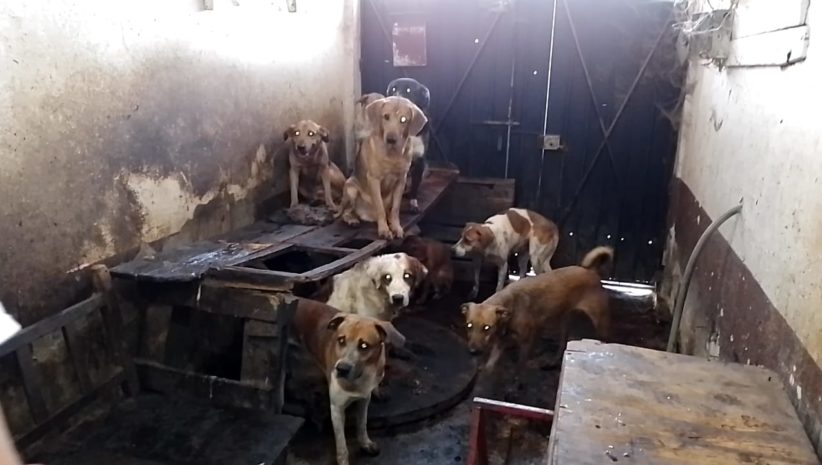 CDMX crea la Agencia de Investigación contra el Maltrato Animal para perseguir el abuso y rescatar animales