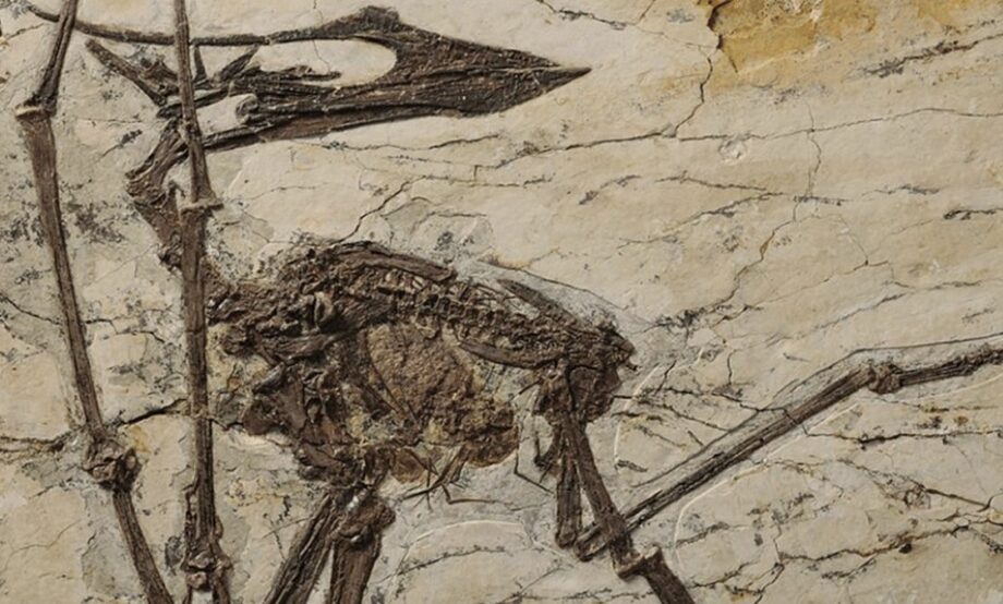 Hallan primer pterosaurio vegetariano en China