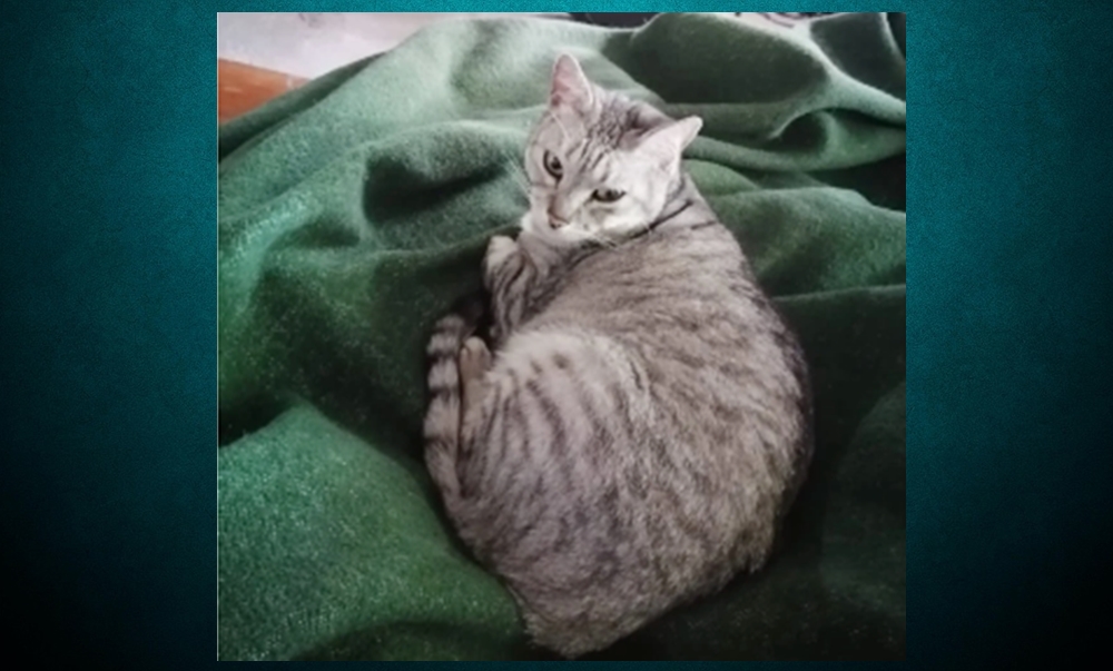 Griselda, la felina que su dueño buscó durante 30 días y noches hasta encontrarla