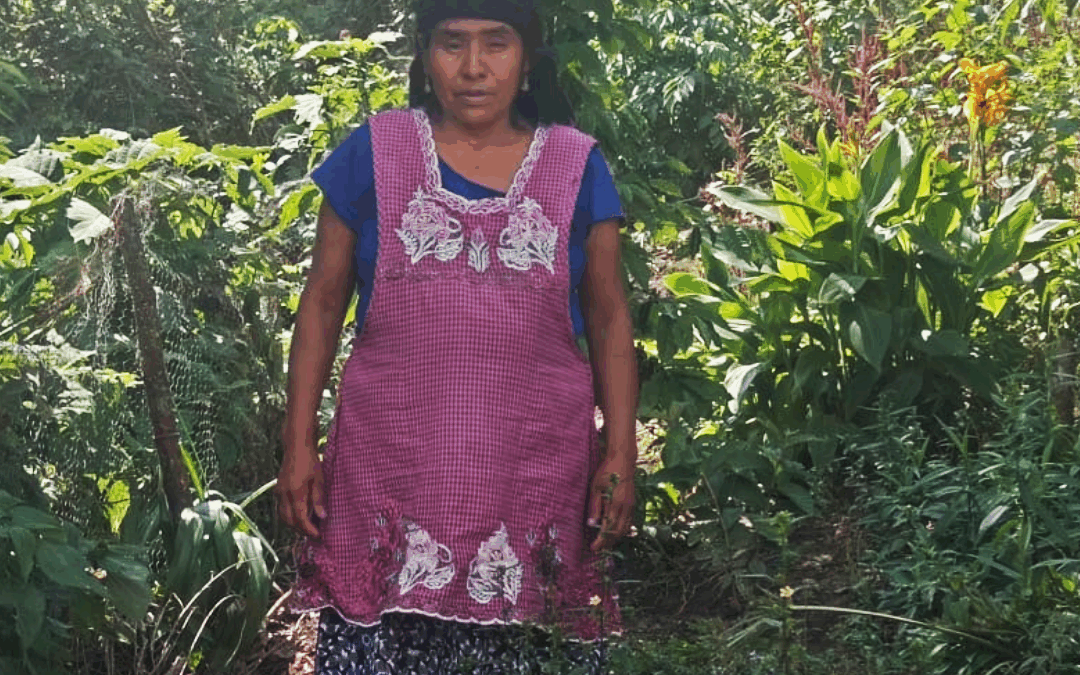 Por no tener hijos quitan bienes y destierran a Reynalda, mujer Ayuuk en Oaxaca