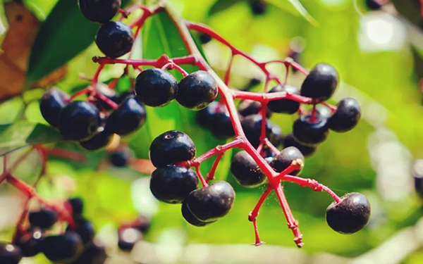 El poder de… El acáchul