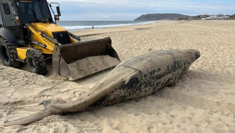 Crisis silenciosa en México: 92 ballenas grises muertas en Baja California Sur