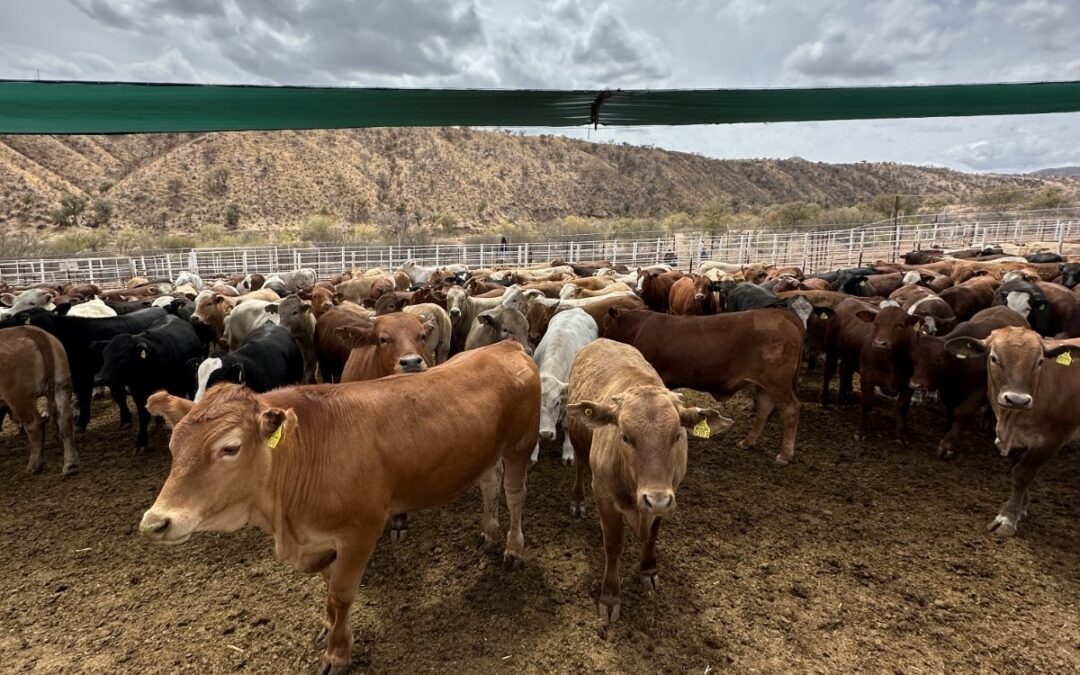 Inicia revisión del USDA en Sonora rumbo a la reapertura de la frontera ganadera