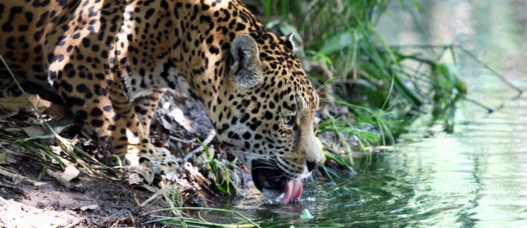 La extensión de las áreas naturales protegidas fue la principal clave en el aumento de la población de jaguares en México