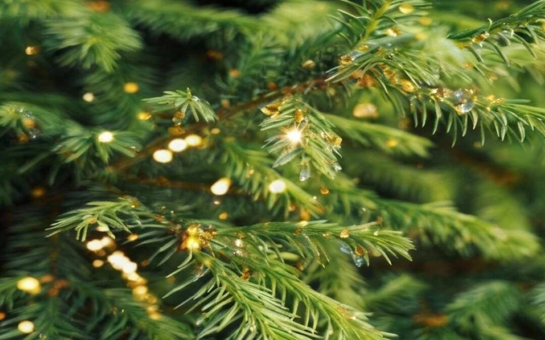 Descubren que bacterias en agujas de abeto pueden formar nanopartículas de oro