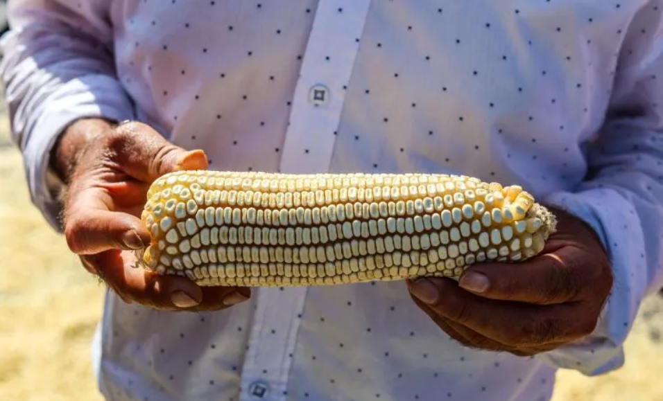 Acuerdos para apoyar a productores de maíz en México: subsidios, créditos y precios justos