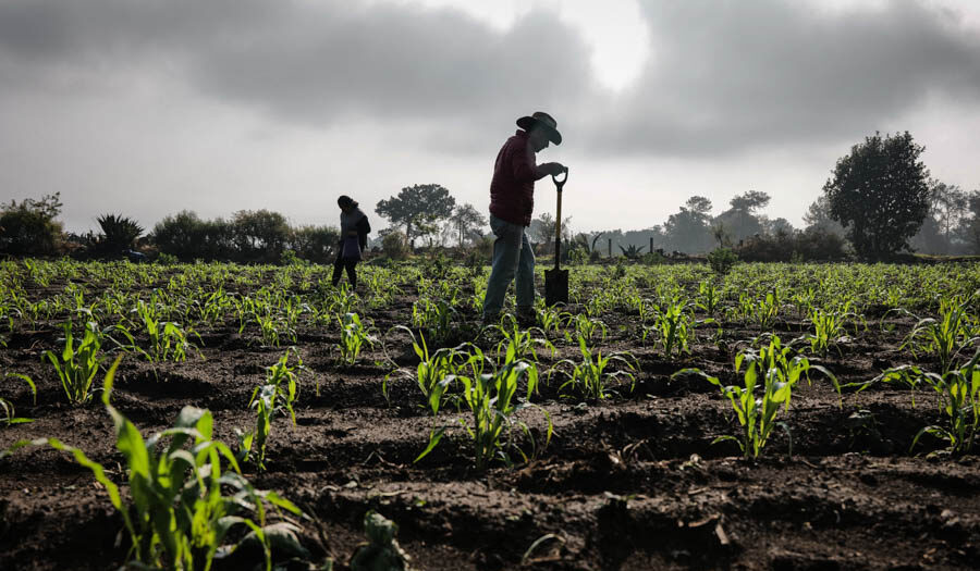 Crimen organizado la plaga mortal que ataca el campo mexicano