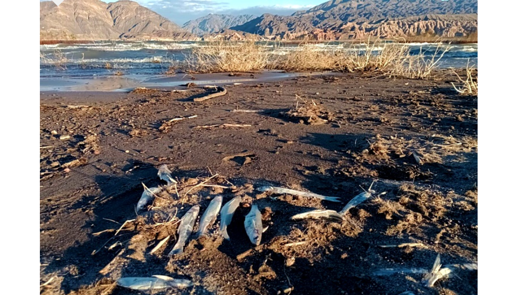 Jachal: denuncian derrame de mercurio desde la mina Veladero