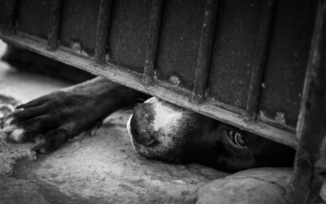 En Santa Ana, crueldad animal deriva en vinculación a proceso y prisión preventiva