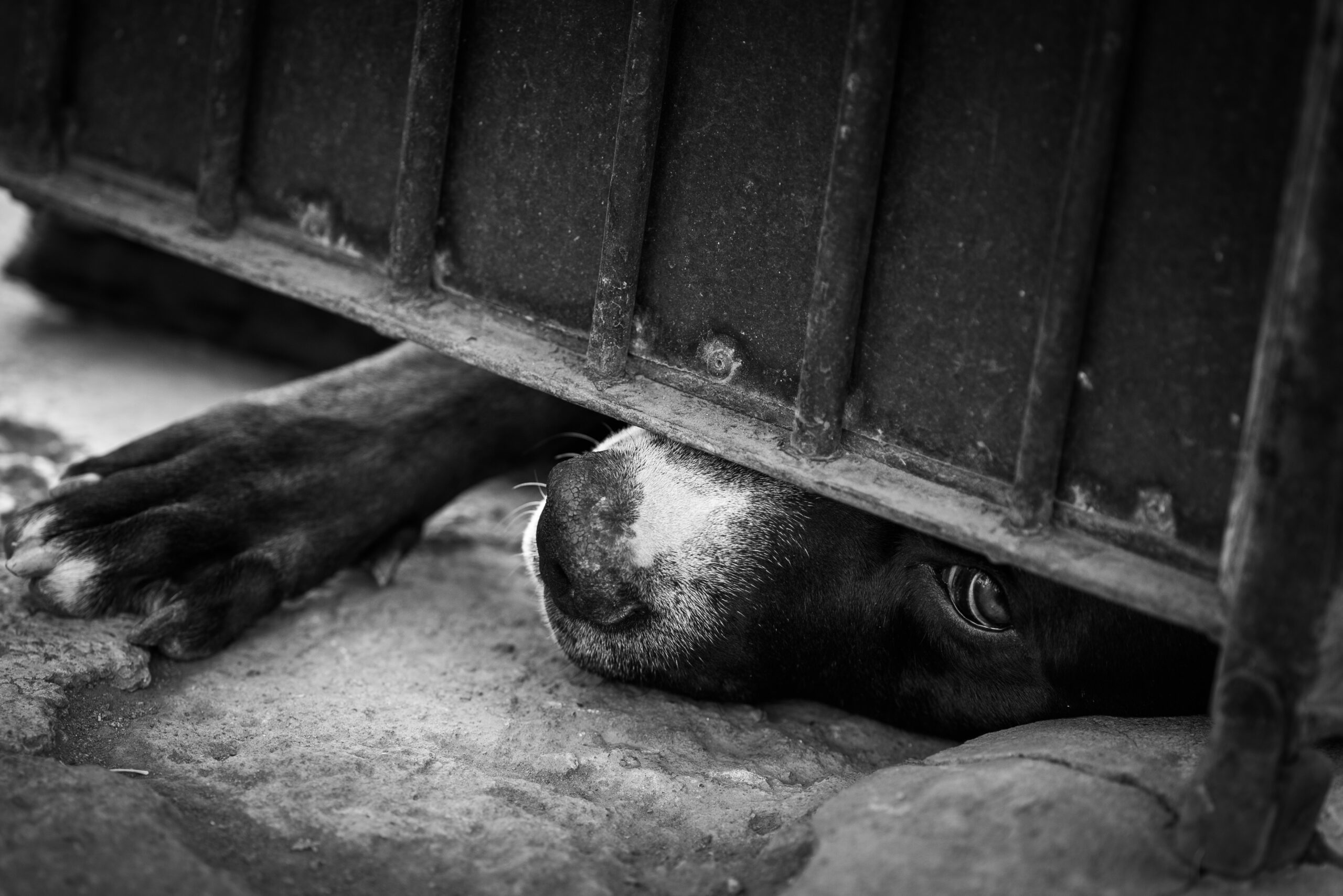 sad dog looking at the camera