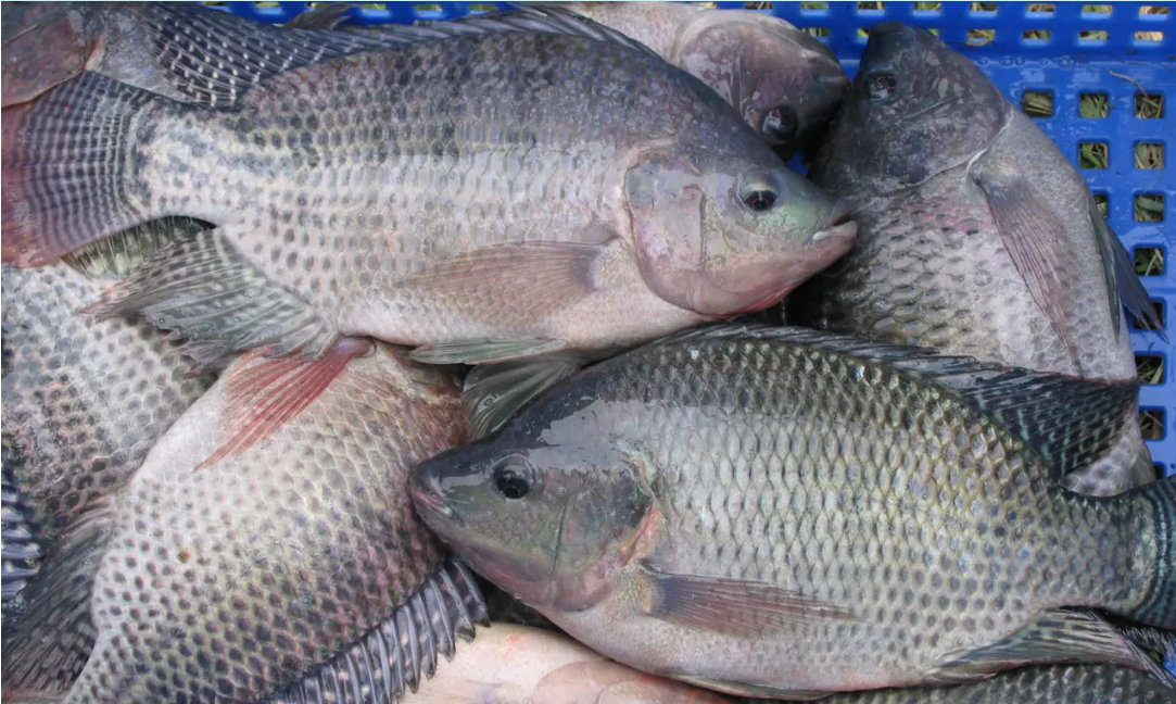 Captura de pantalla 2026-02-21 101230