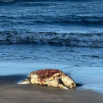 Captura de pantalla 2026-03-26 132804