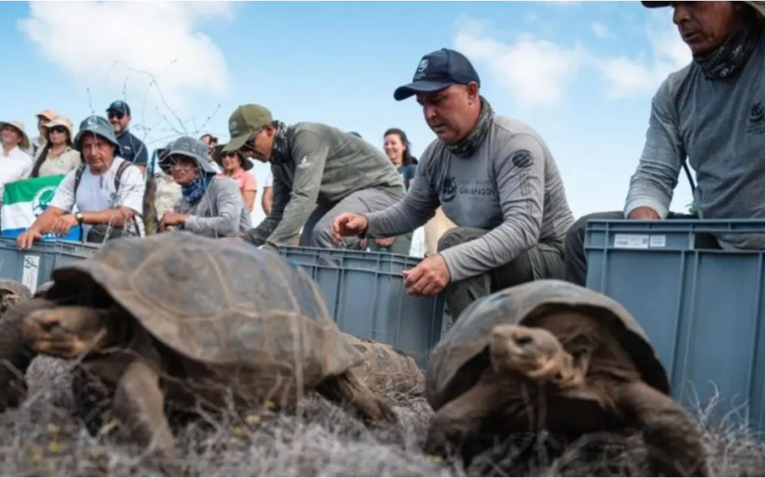 La tortuga gigante de Floreana vuelve de la extinción