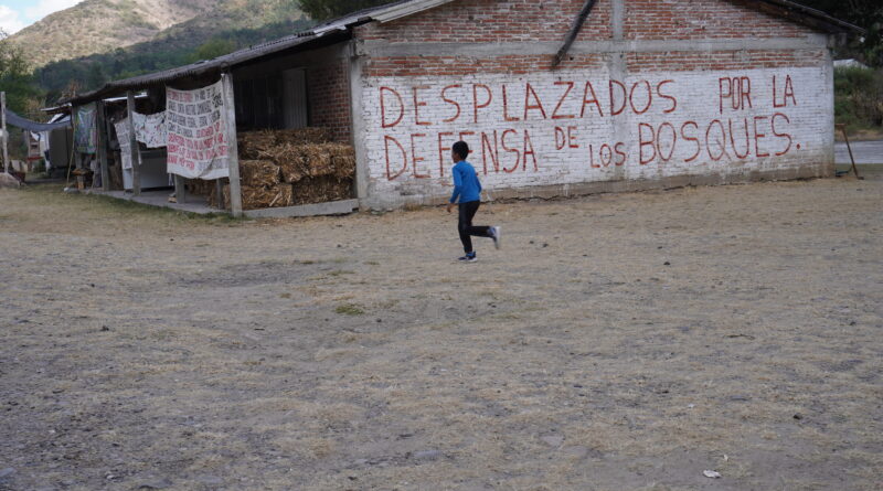 Cuatro años sin Irma Galindo, la defensora desaparecida por defender su bosque y las comunidades que se desplazaron