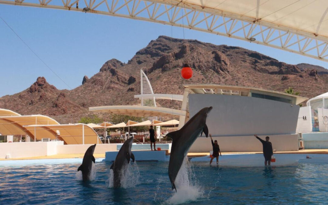 Promueven visita al Delfinario Sonora como opción recreativa